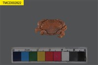 藏品(火紅皺蟹)的圖片